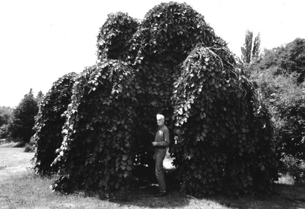 Man in front of large bushes